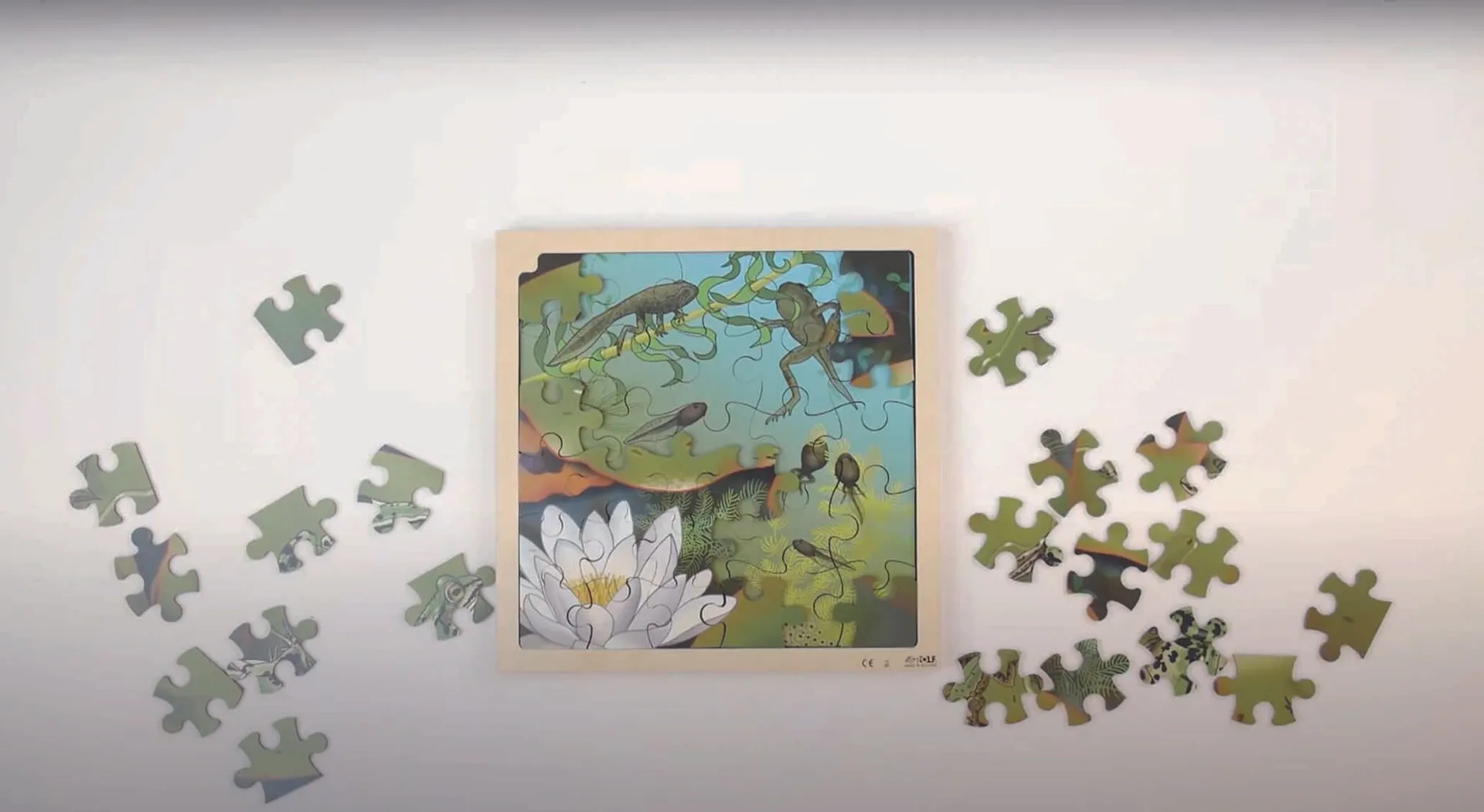 30203-Frosch_4 Virtuelles Lagenpuzzle "Frosch" | Dragon Toys