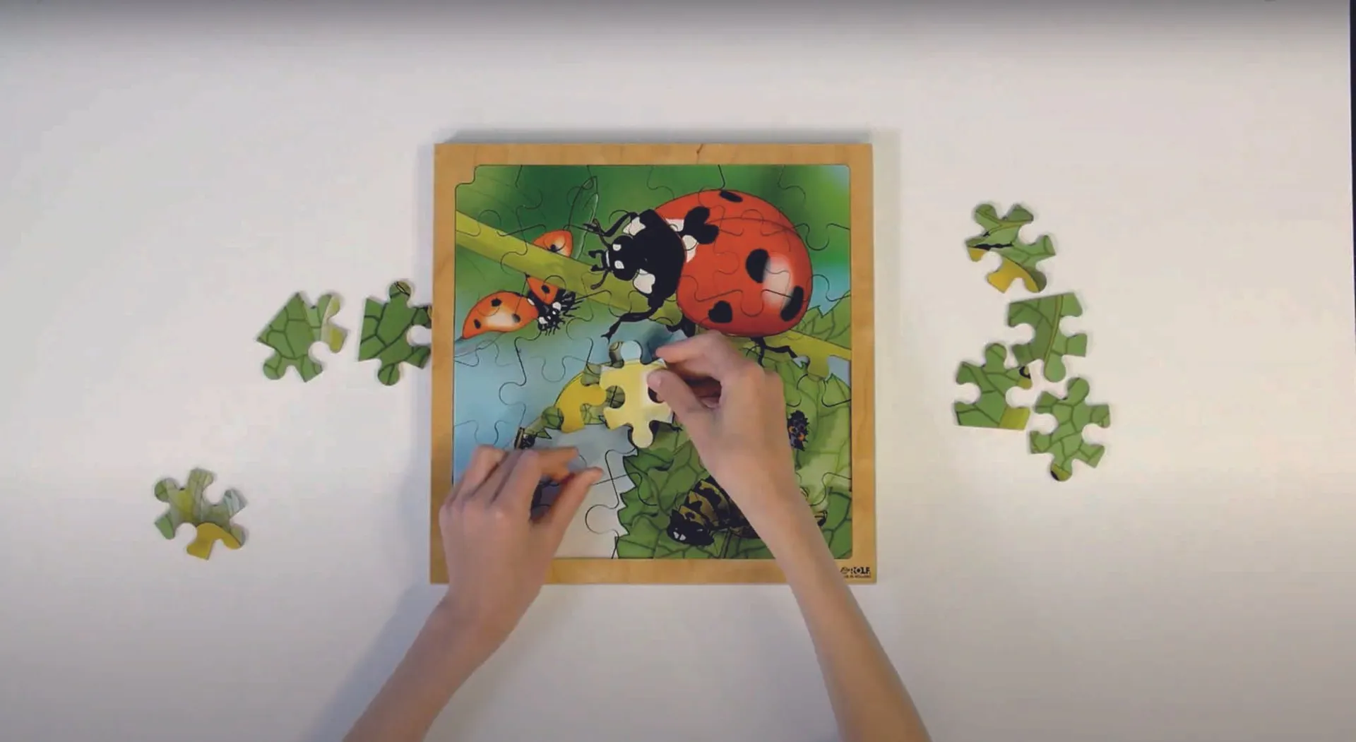Mriennkäfer_5 Virtuelles Lagenpuzzle "Marienkäfer" | Dragon Toys
