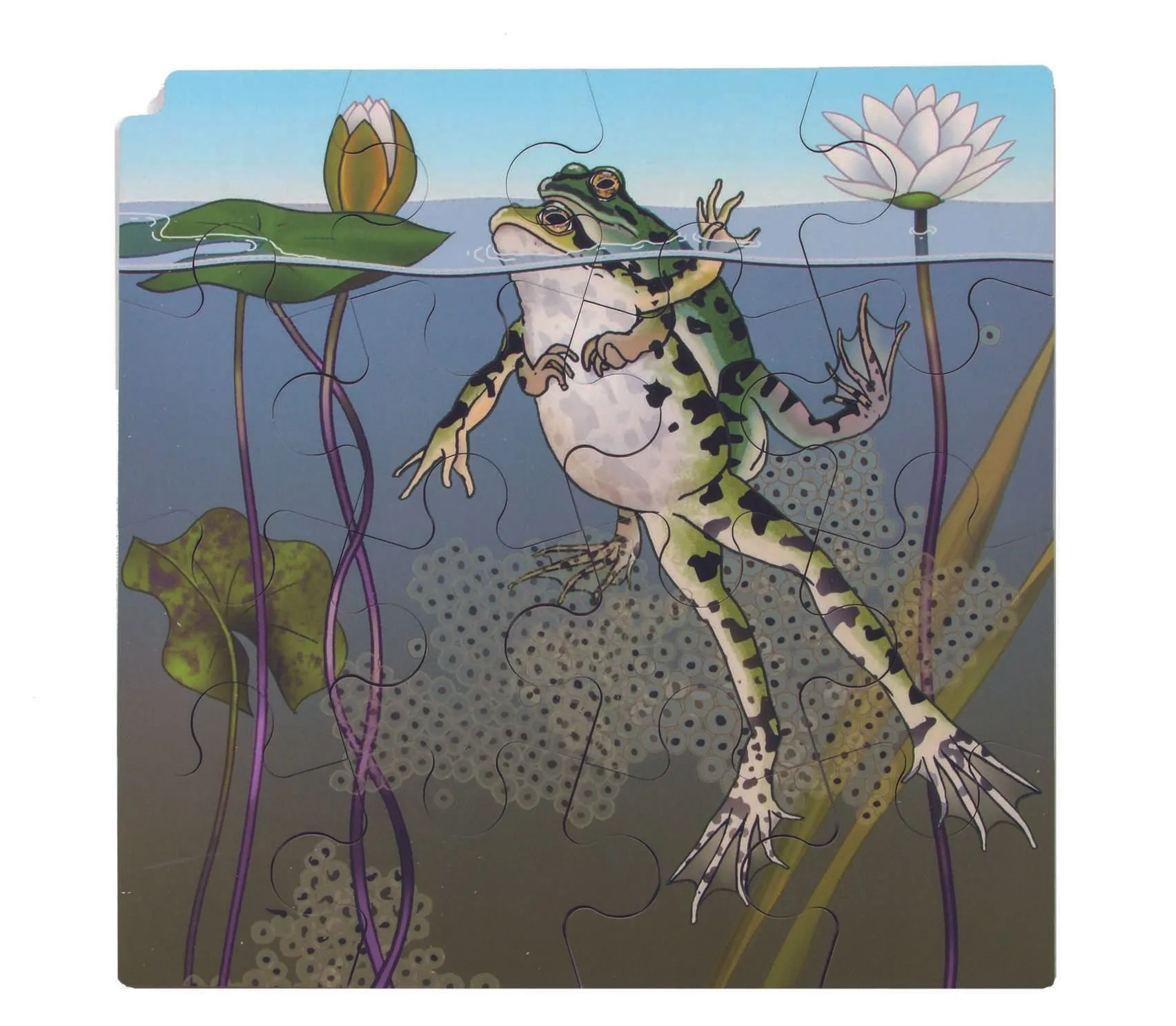30203-Frosch_2 Virtuelles Lagenpuzzle "Frosch" | Dragon Toys