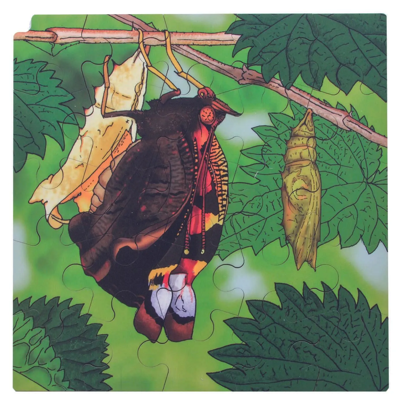 30203-Butterfly_4 Virtuelles Lagenpuzzle "Schmetterling" | Dragon Toys
