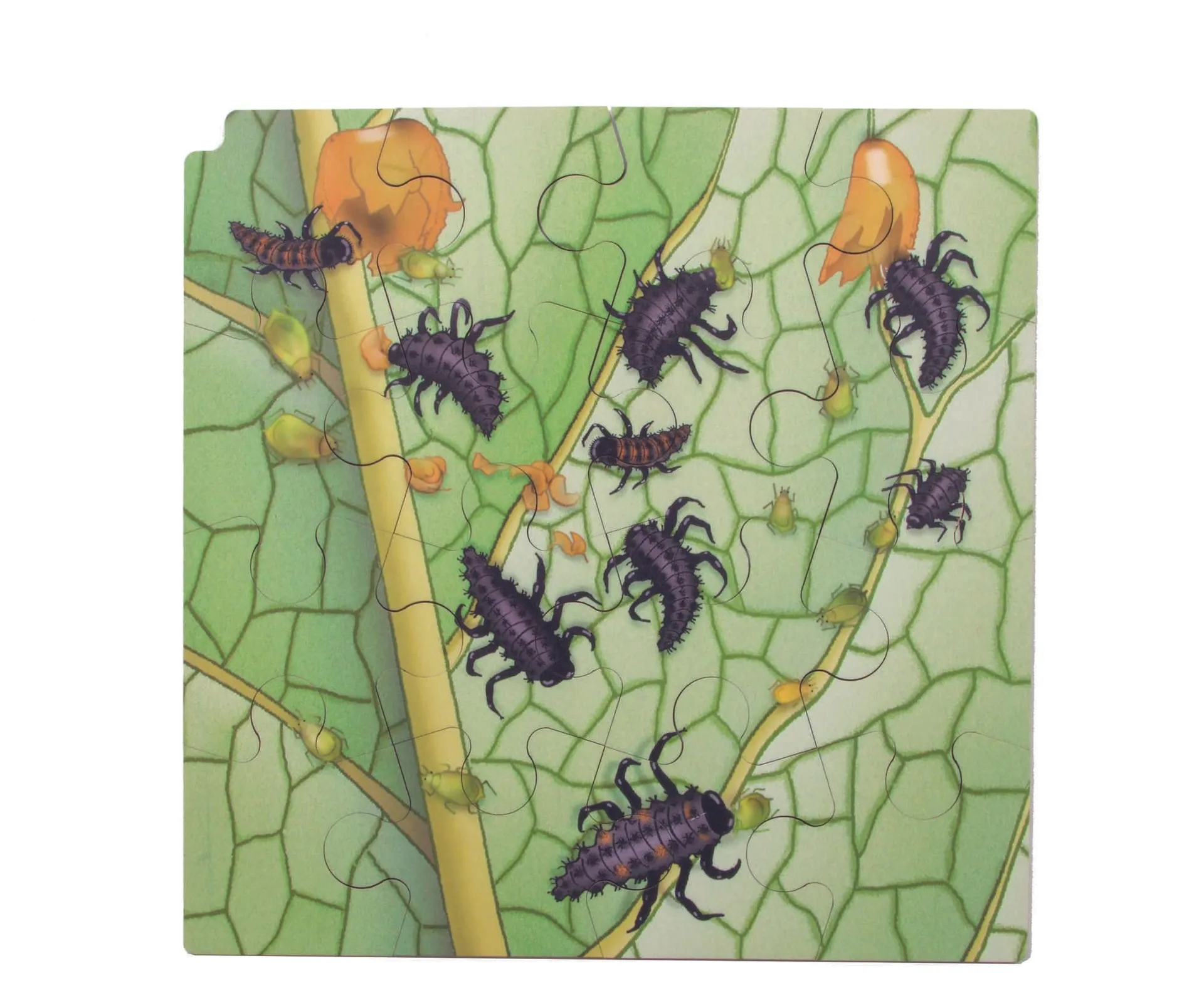 30203-Marienkaefer_3 Virtuelles Lagenpuzzle "Marienkäfer" | Dragon Toys